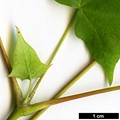 SpeciesSub: subsp. ambigum SpeciesSub: subsp. ambigum